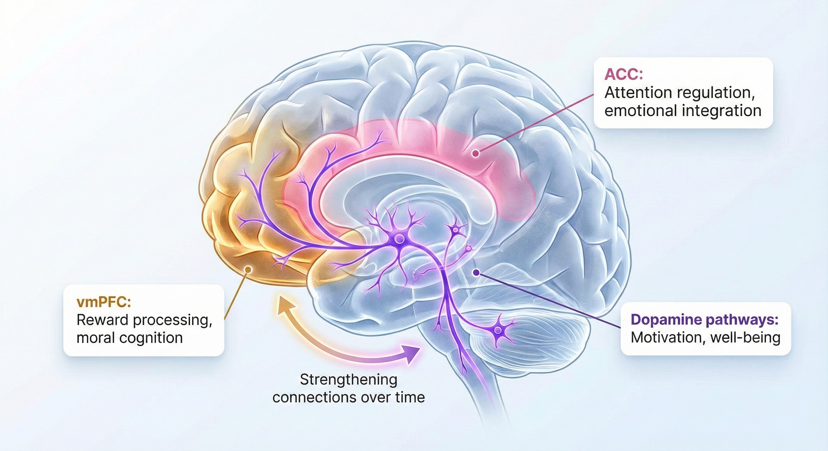 Brain regions activated during gratitude practice