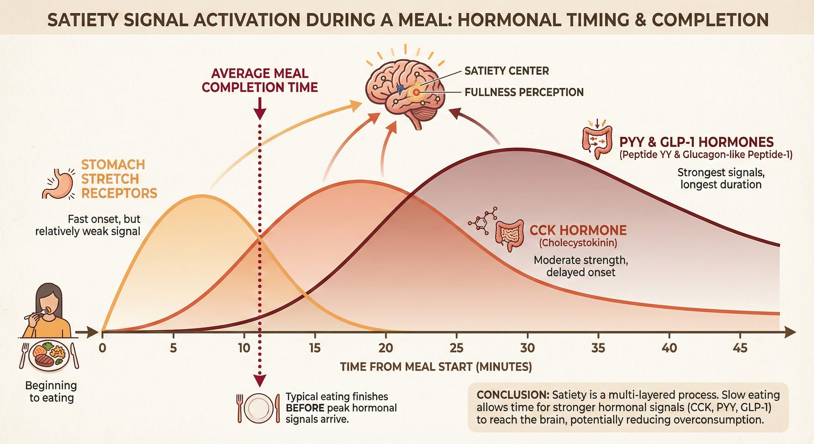 Timeline showing satiety hormone release during a meal