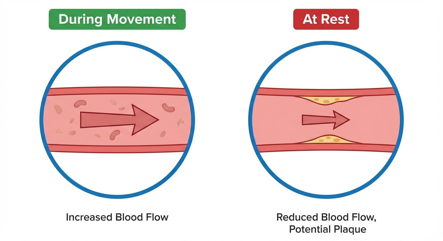 Diagram comparing blood vessel dilation during movement versus prolonged sitting